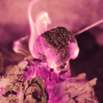 Stories ’round the&nbsp;fire