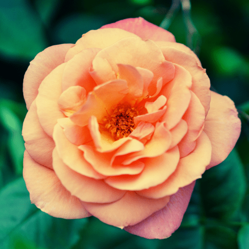 pink-orange rose